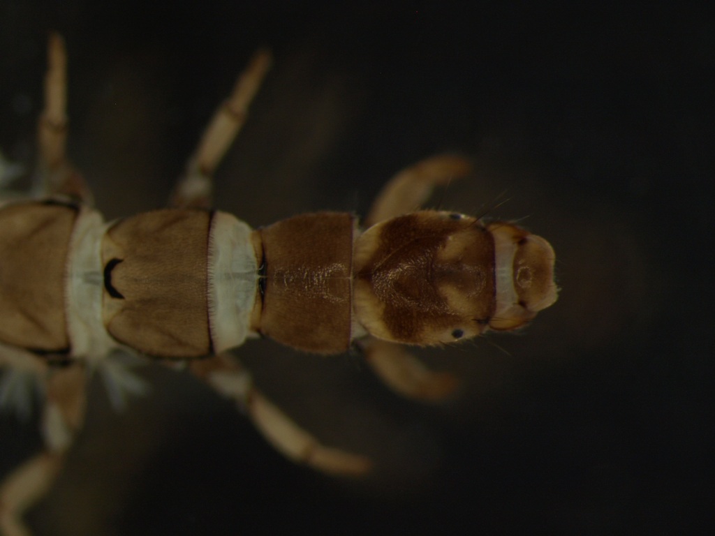 Hydropsyche angustipennis 1